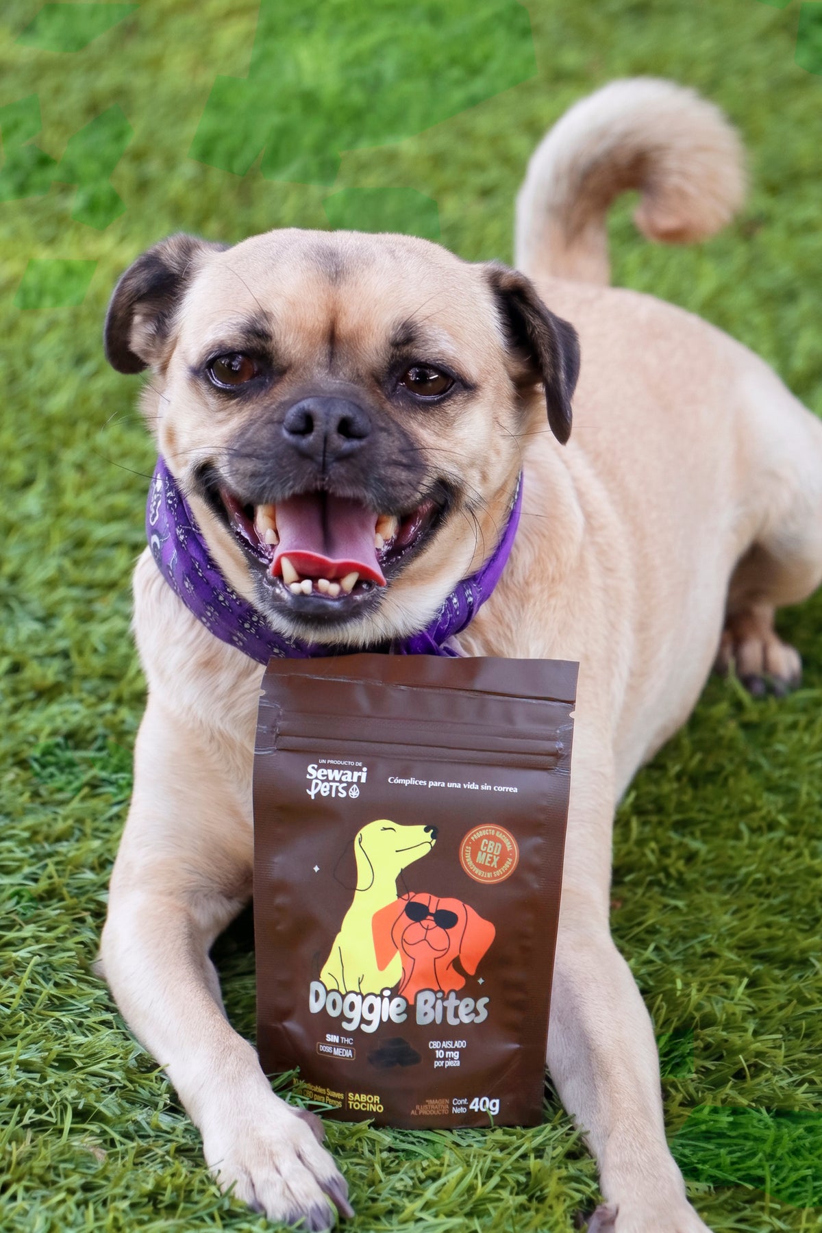 Perro pug con Doggie Bites Sewari Pets